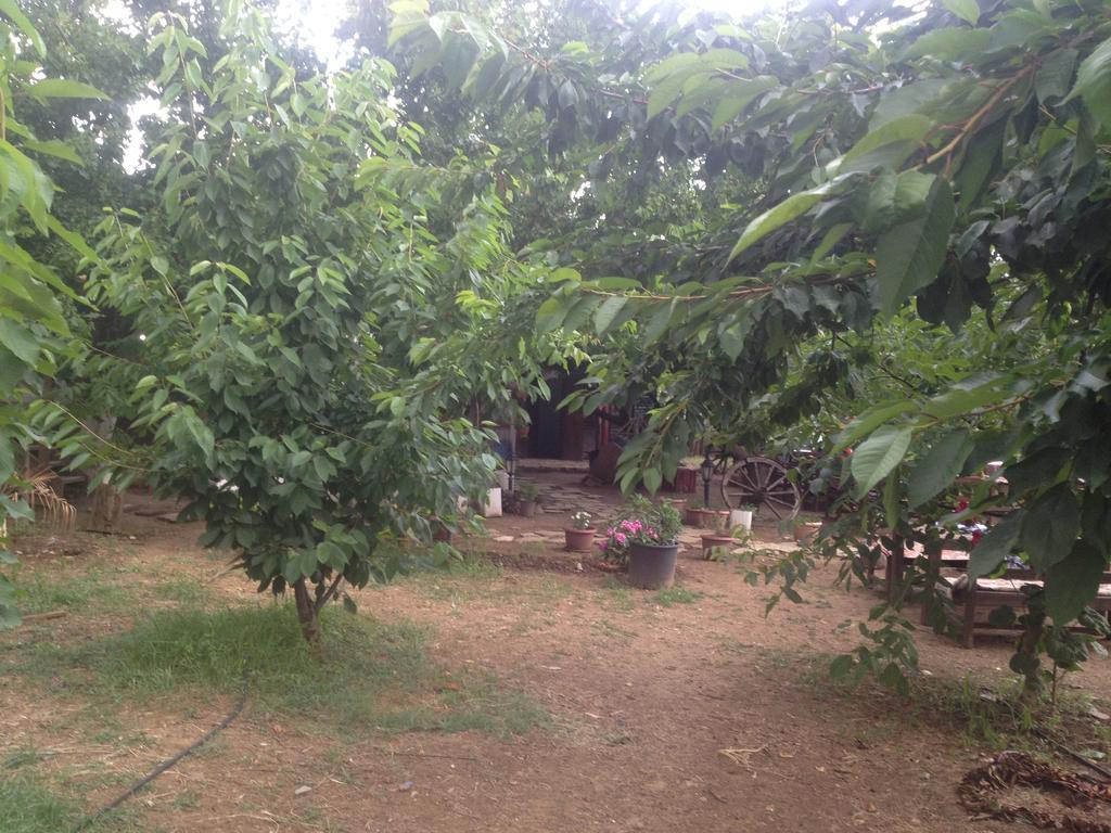 Salkim Konak Ve Agac Evler Hostal Selçuk Habitación foto
