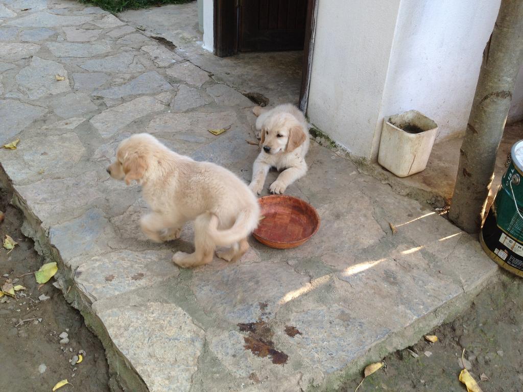 Salkim Konak Ve Agac Evler Hostal Selçuk Exterior foto