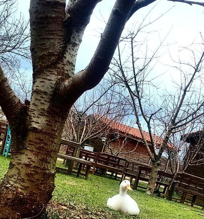 Salkim Konak Ve Agac Evler Hostal Selçuk Exterior foto
